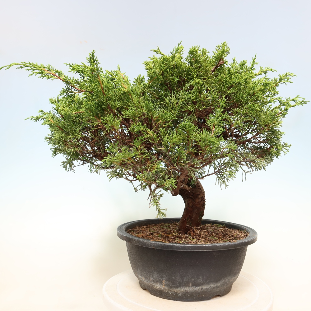 Bonsai da esterno - Juniperus chinensis Itoigawa-Juniperus chinensis
