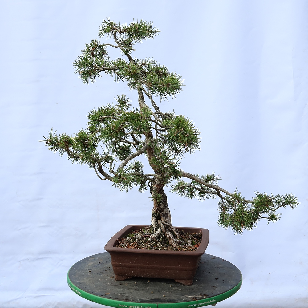 Pinus sylvestris Spagna - pino silvestre
