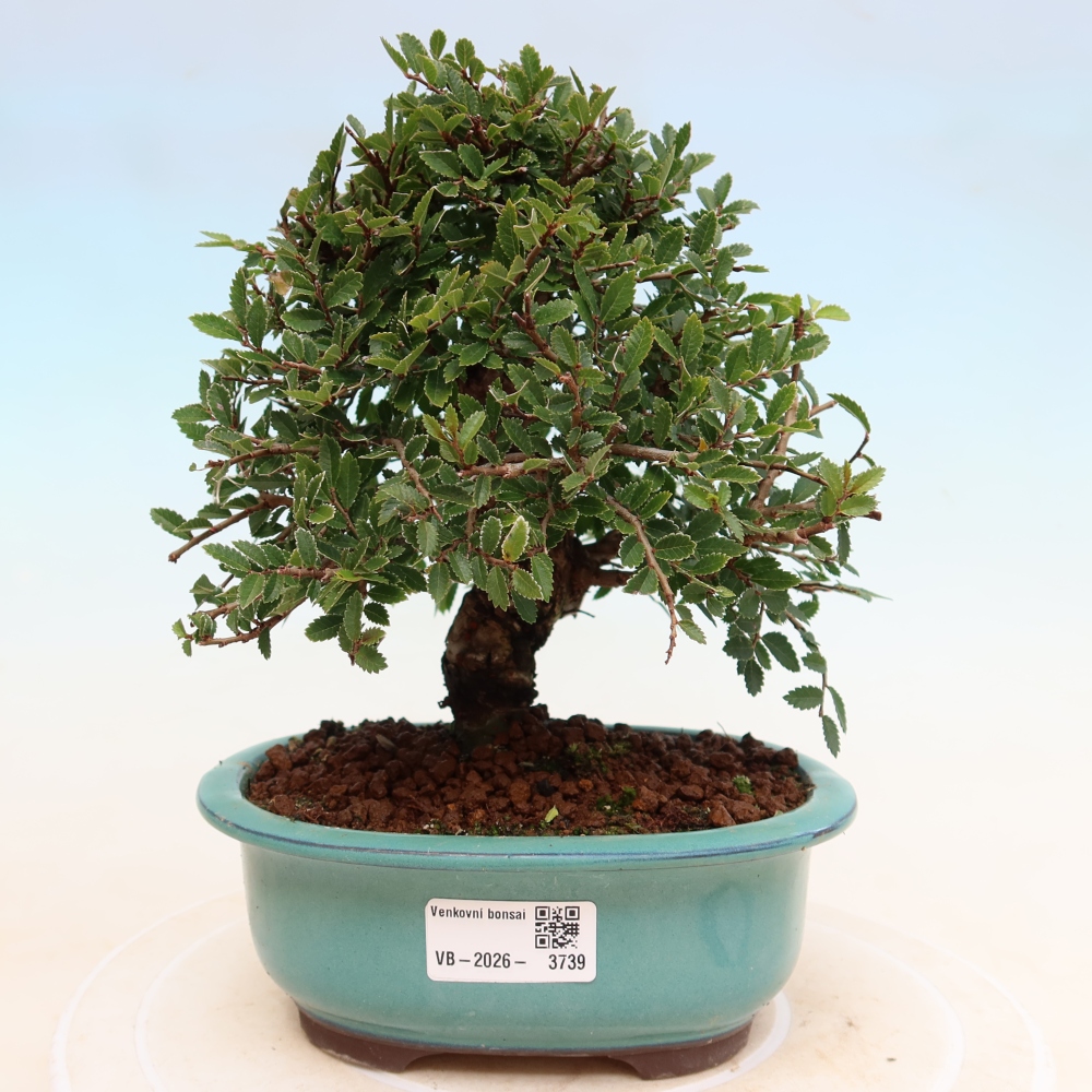Bonsai da esterno - Zelkova - Zelkova NIRE