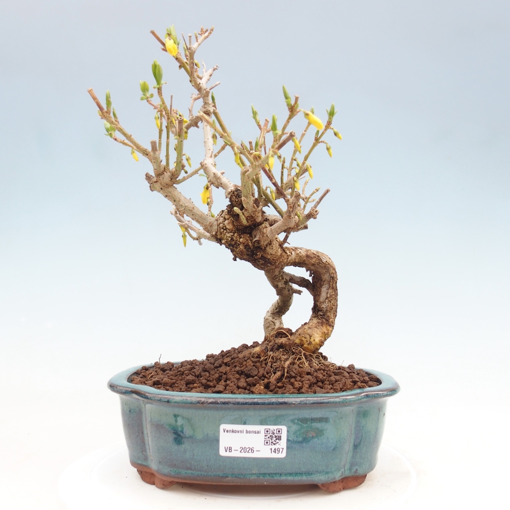 Bonsai da esterno - Zlatice - Forsythia koreana