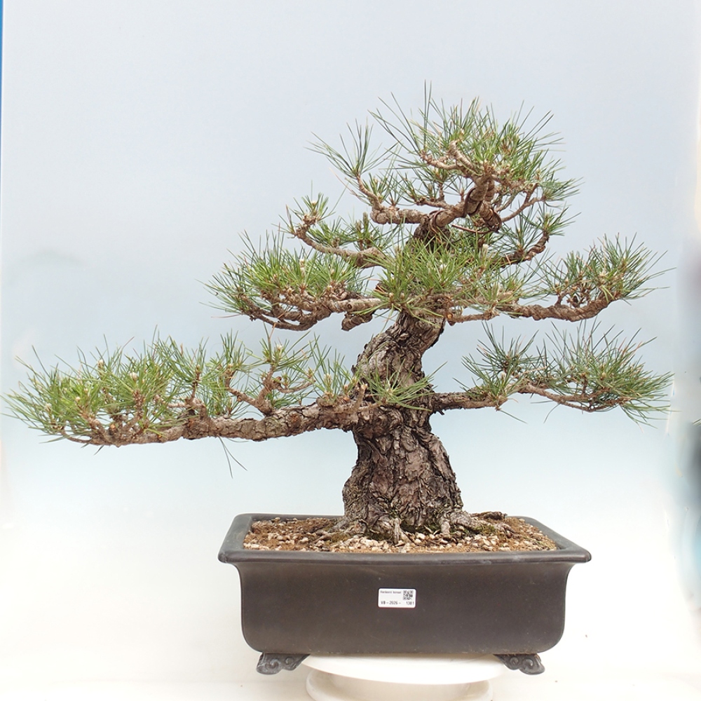 Bonsai da esterno - Pinus thunbergii - Pino di Thunberg