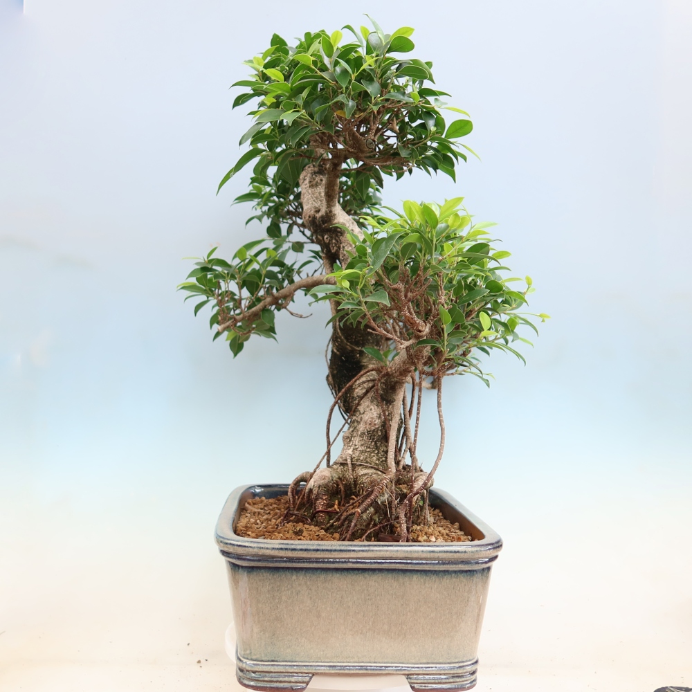 Camera bonsai - Ficus kimmen - ficus a foglie piccole