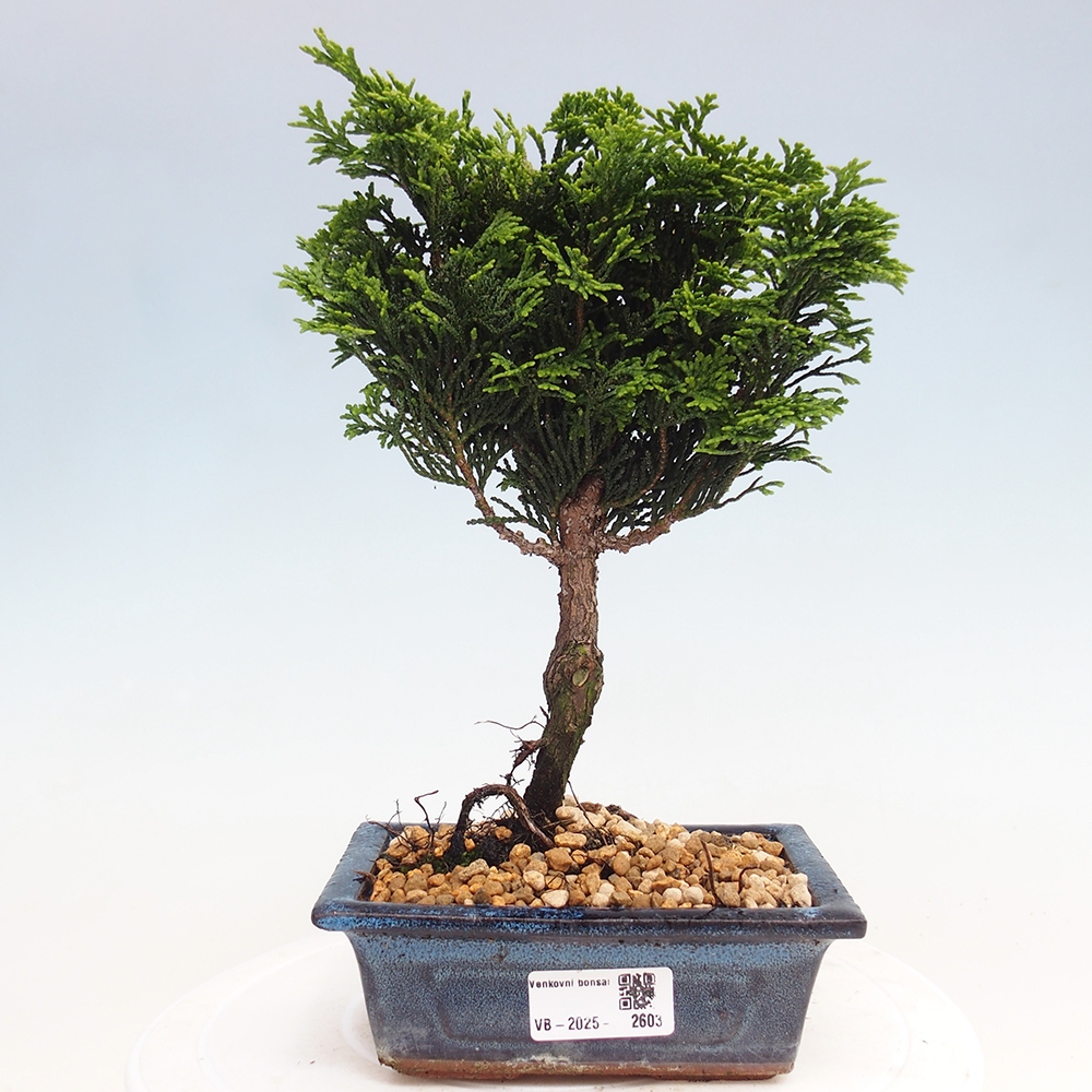 Bonsai da esterno - Cham.pis obtusa Nana Gracilis - Cipresso