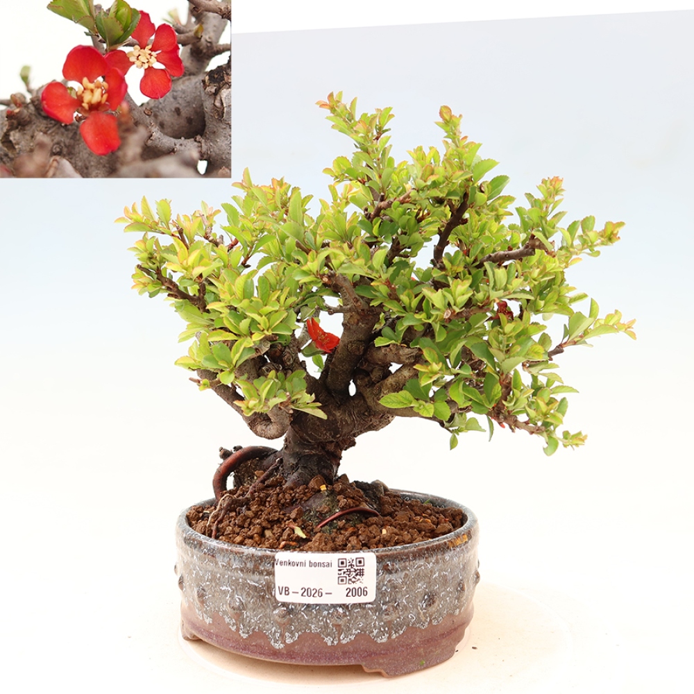 Bonsai da esterno - Chaneomeles speciosa Chojubai