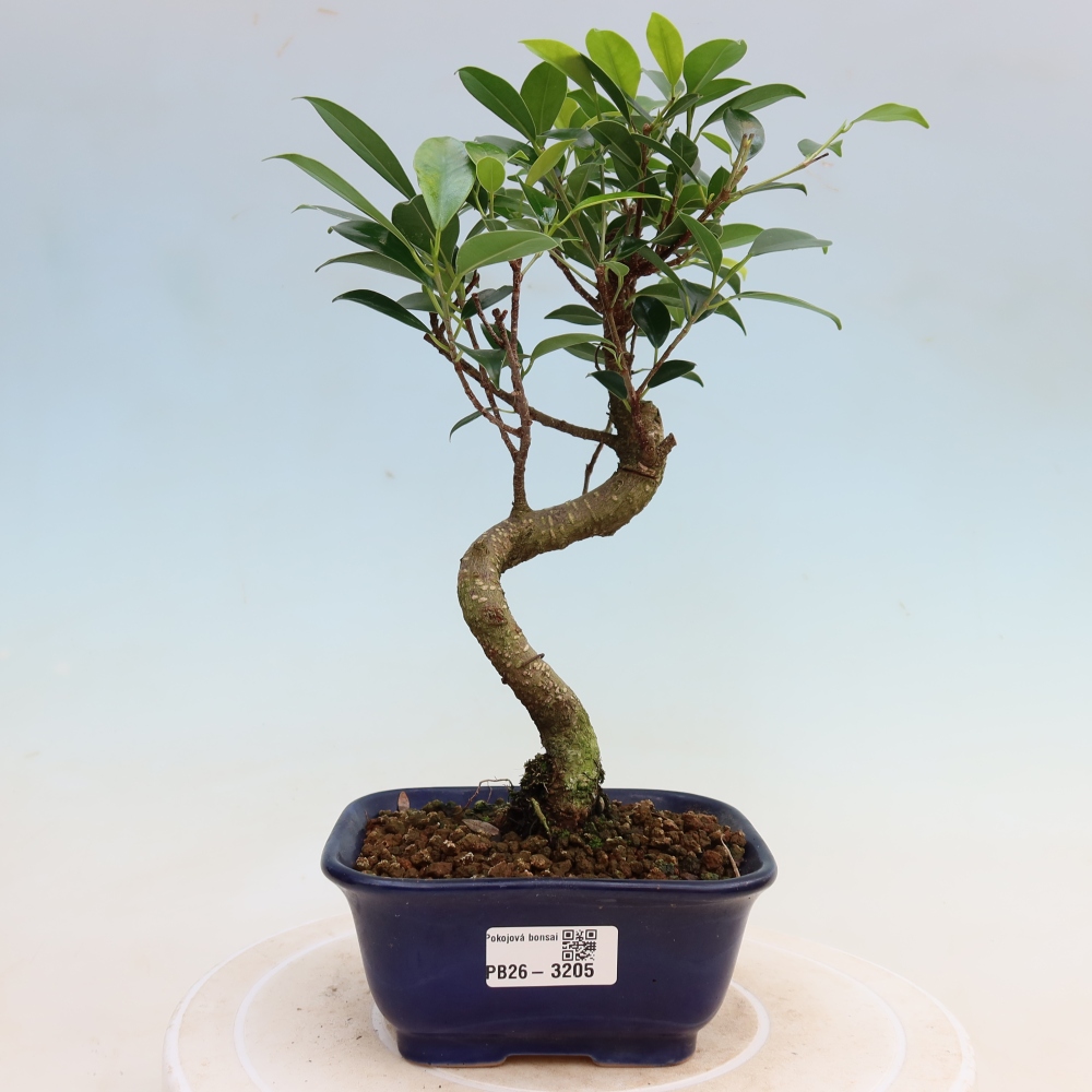 Camera bonsai - Ficus kimmen - ficus a foglie piccole