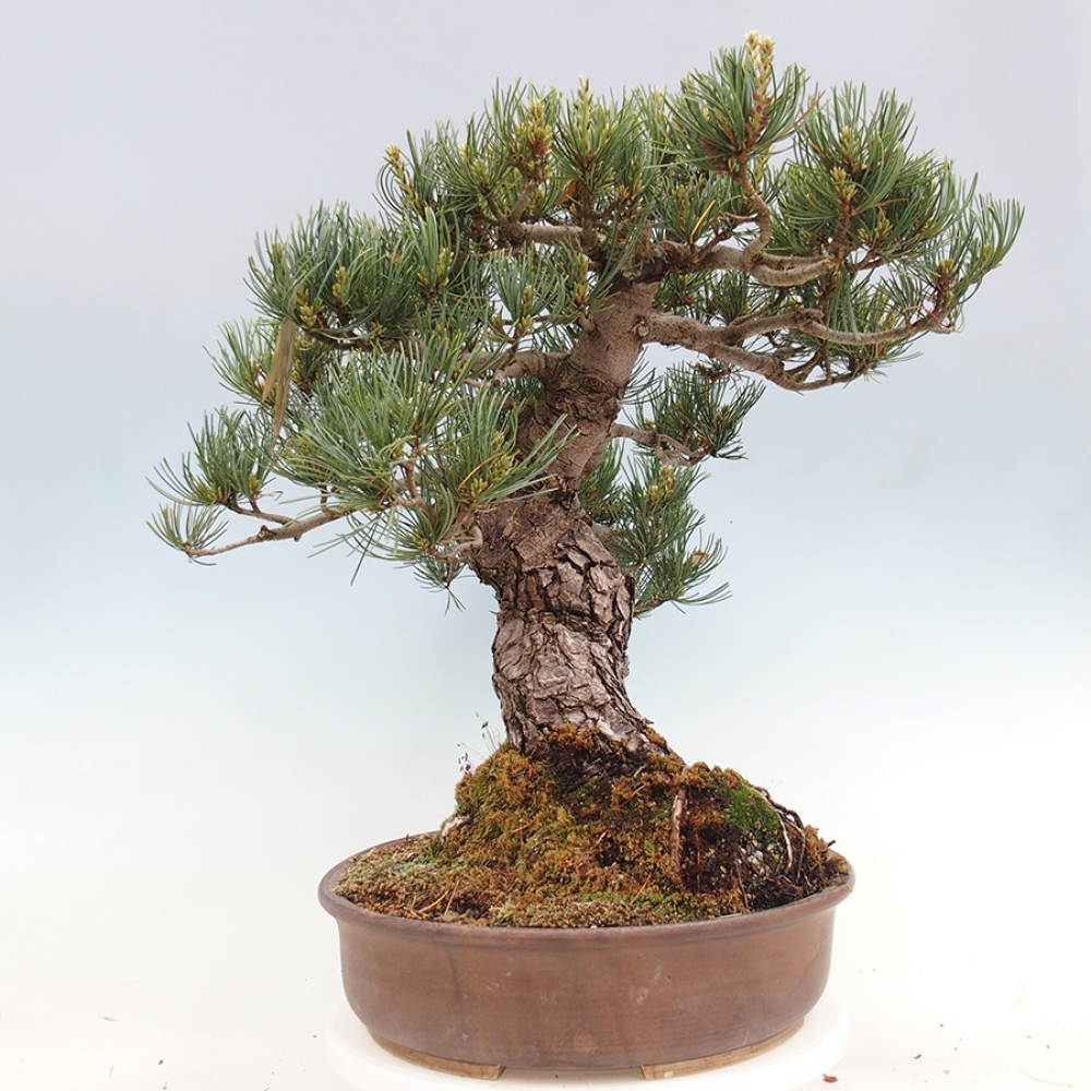 Bonsai da esterno - Pinus parviflora - Pinus parviflora