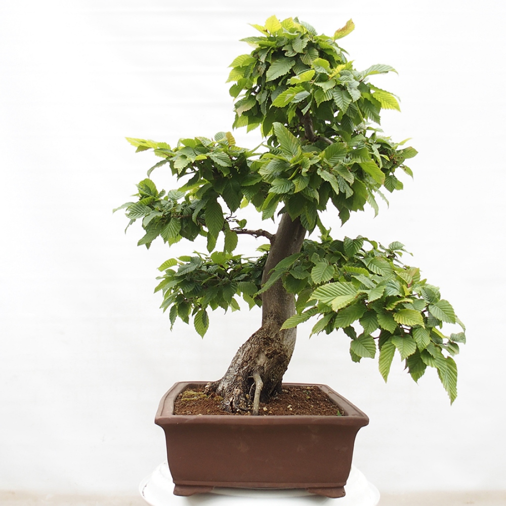 Bonsai da esterno - Carpino - Carpinus betulus