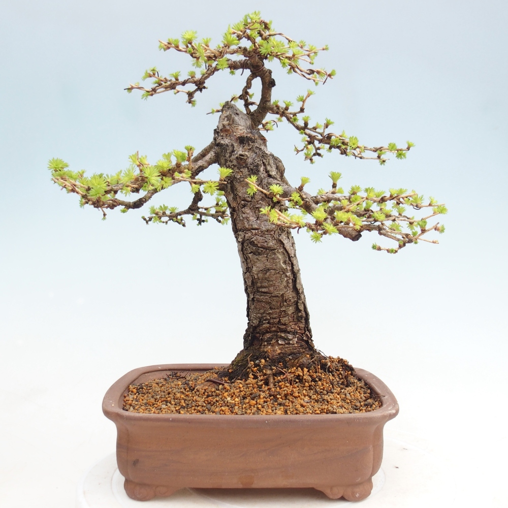 Bonsai da esterno -Larix decidua - Larice