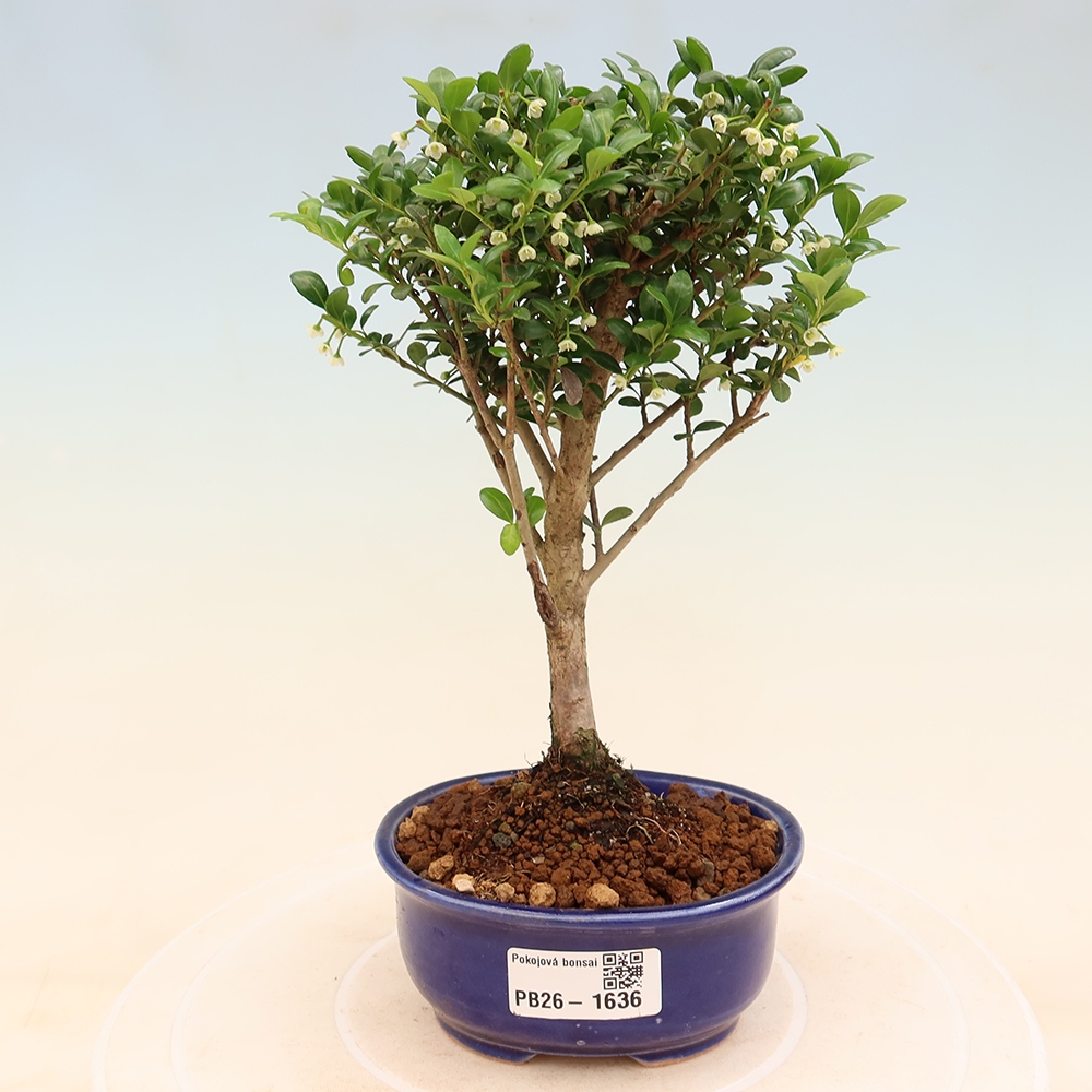Camera bonsai - Ilex crenata - Agrifoglio