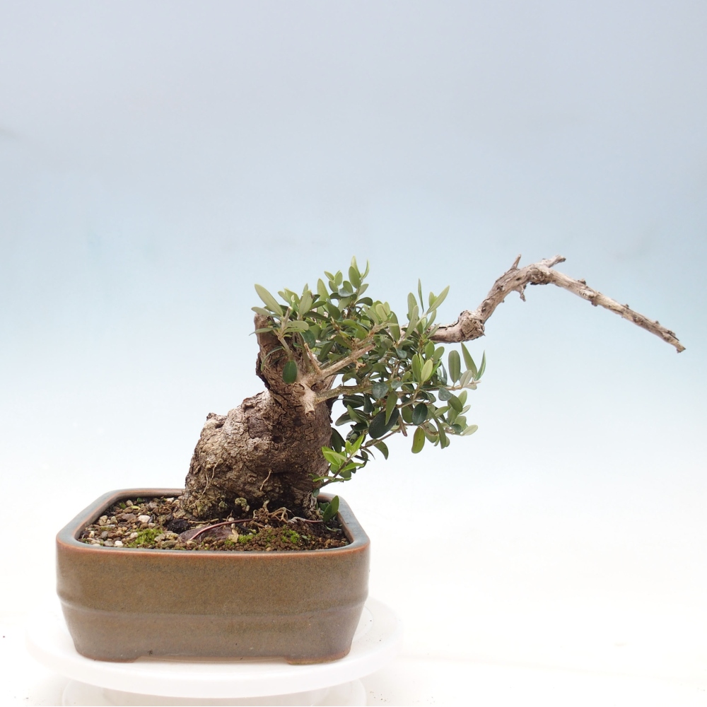 Bonsai da interno - Olea europaea sylvestris