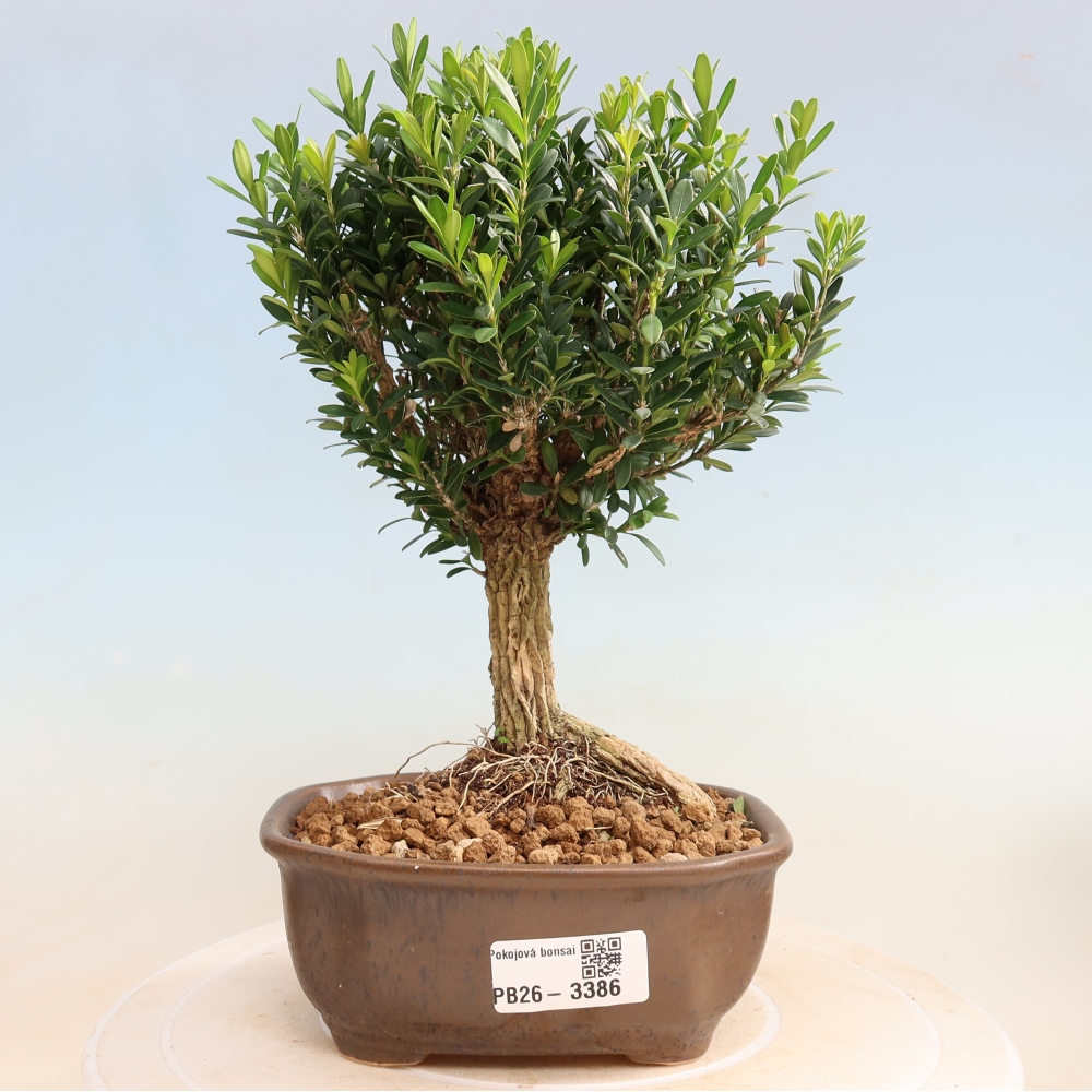 Camera bonsai - Buxus harlandii - buxus da sughero