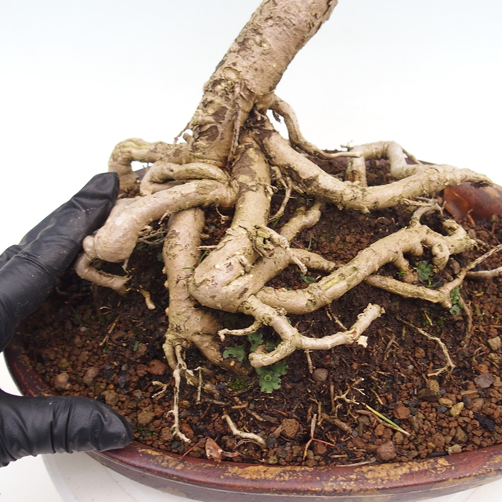 Bonsai da esterno - Ginkgo biloba - Ginkgo biloba