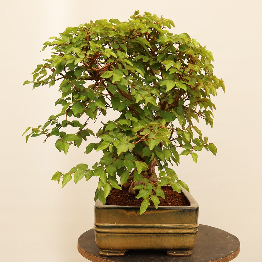 Bonsai da esterno -Carpinus Coreana - Carpino coreano