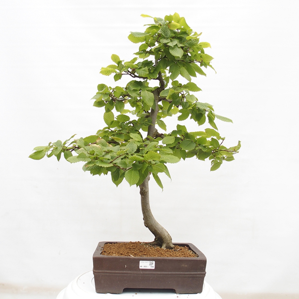 Bonsai da esterno - Carpino - Carpinus betulus