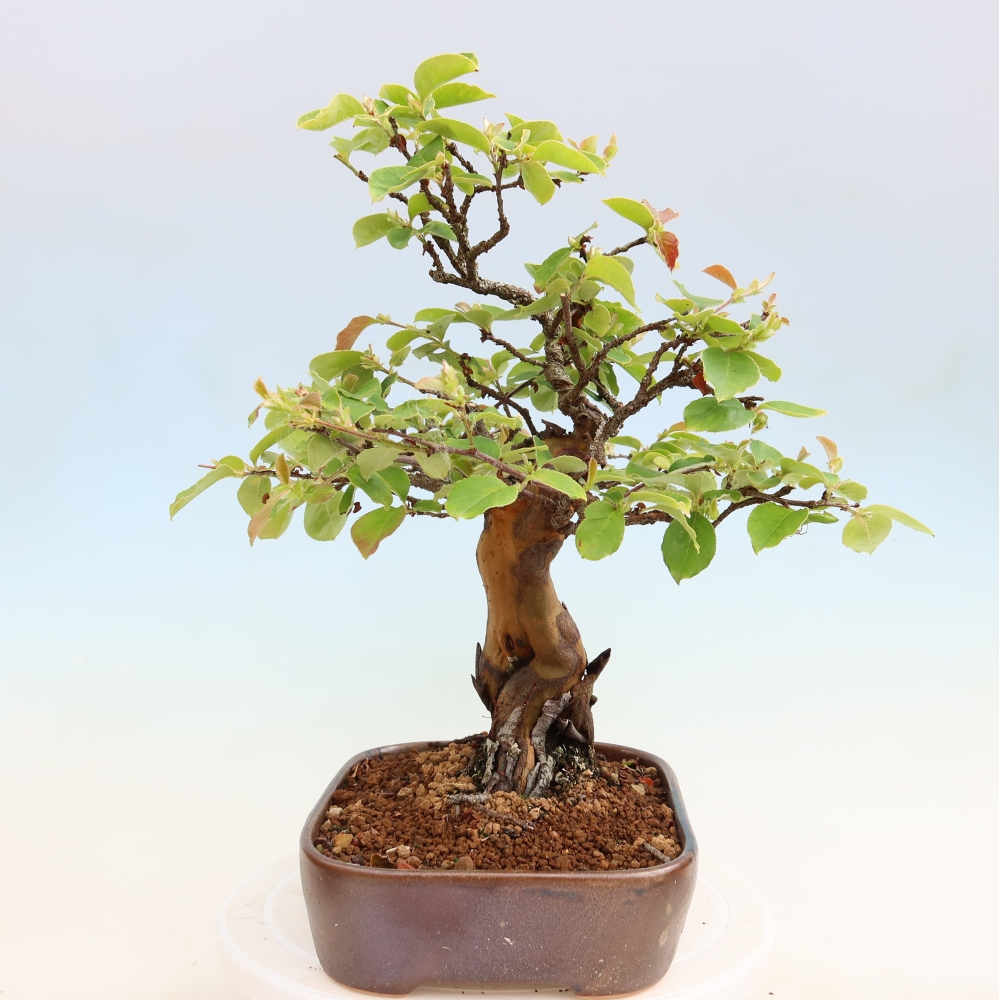 Bonsai da esterno - Pseudocydonia sinensis - Cotogno cinese