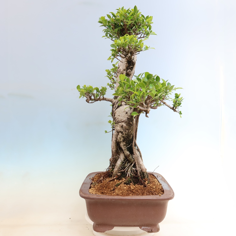 Camera bonsai - Ficus kimmen - ficus a foglie piccole
