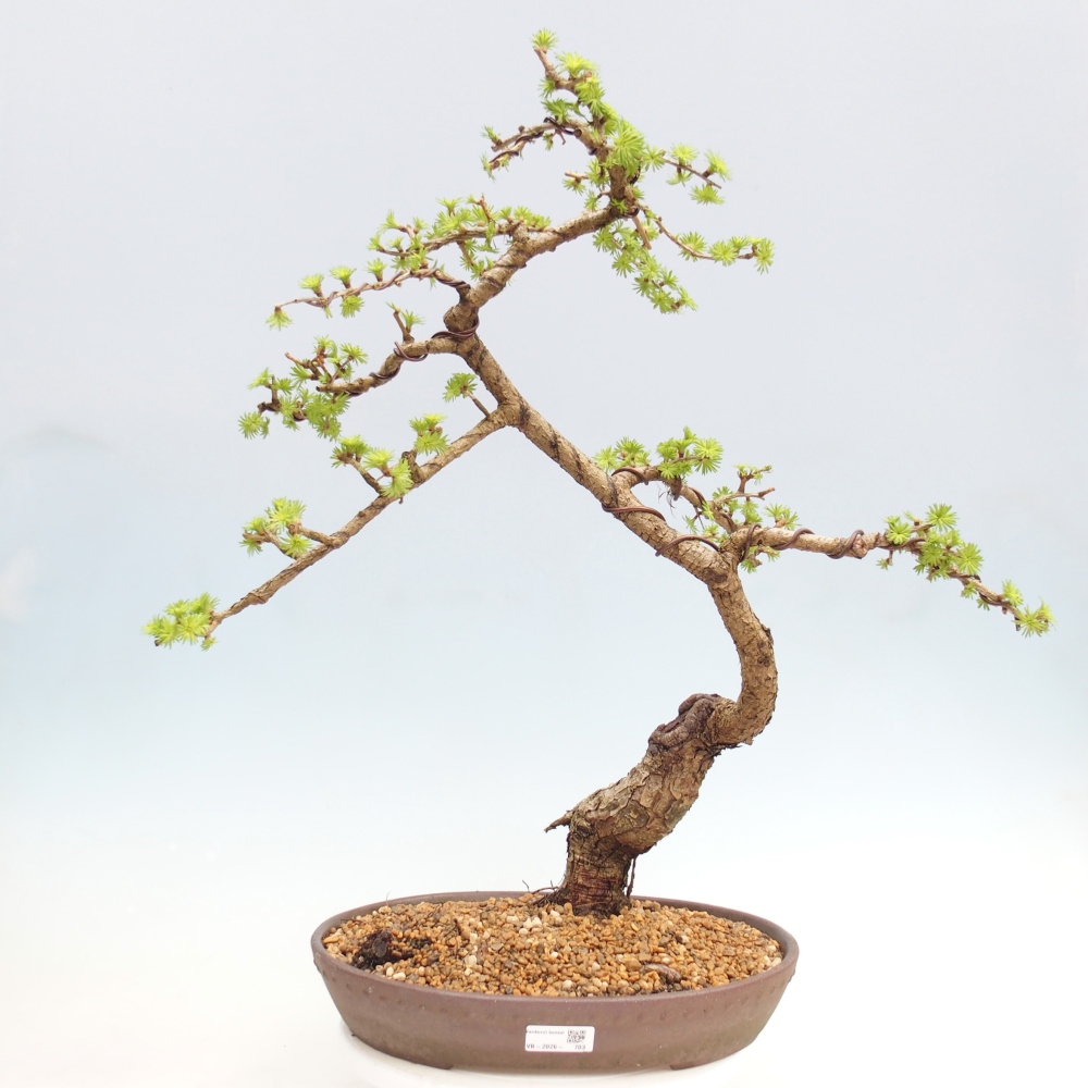 Bonsai da esterno -Larix decidua - Larice - Solo trasporto su pallet