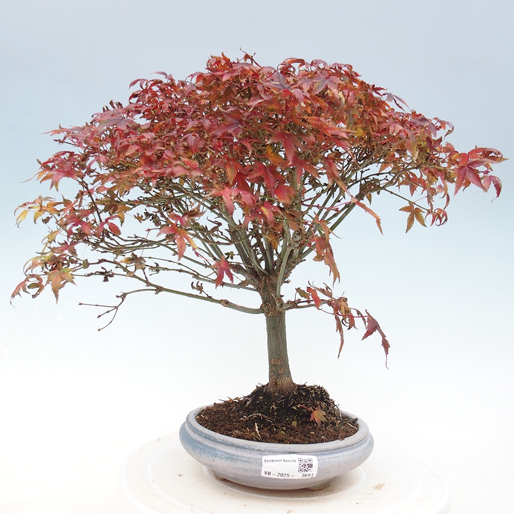Acer palmatum KIOHIME - Acero palmato