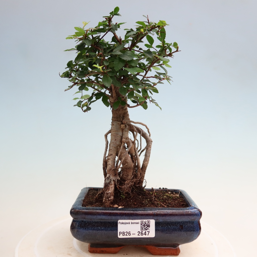 Camera bonsai - Ulmus parvifolia - Olmo a foglie piccole