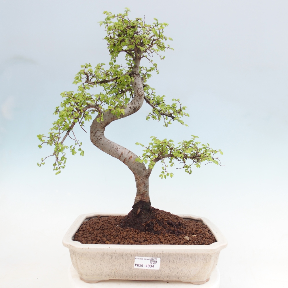 Camera bonsai - Ulmus parvifolia - Olmo a foglie piccole