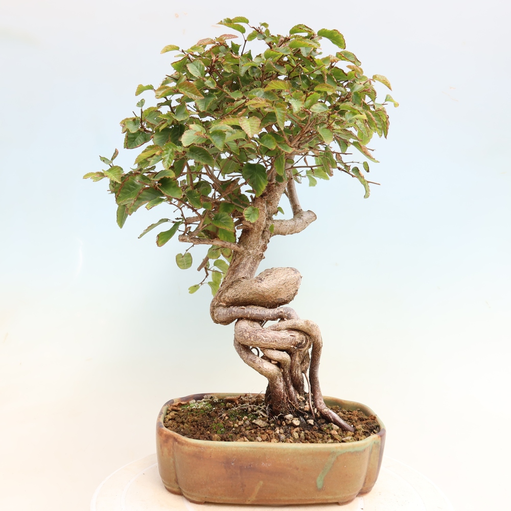 Bonsai da esterno -Carpinus CARPINOIDES - Carpino coreano