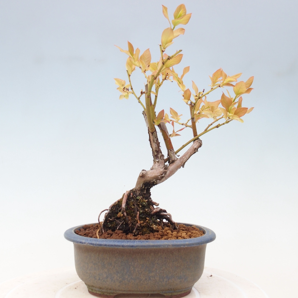Bonsai da esterno - Mirtillo canadese - Vaccinium corymbosum