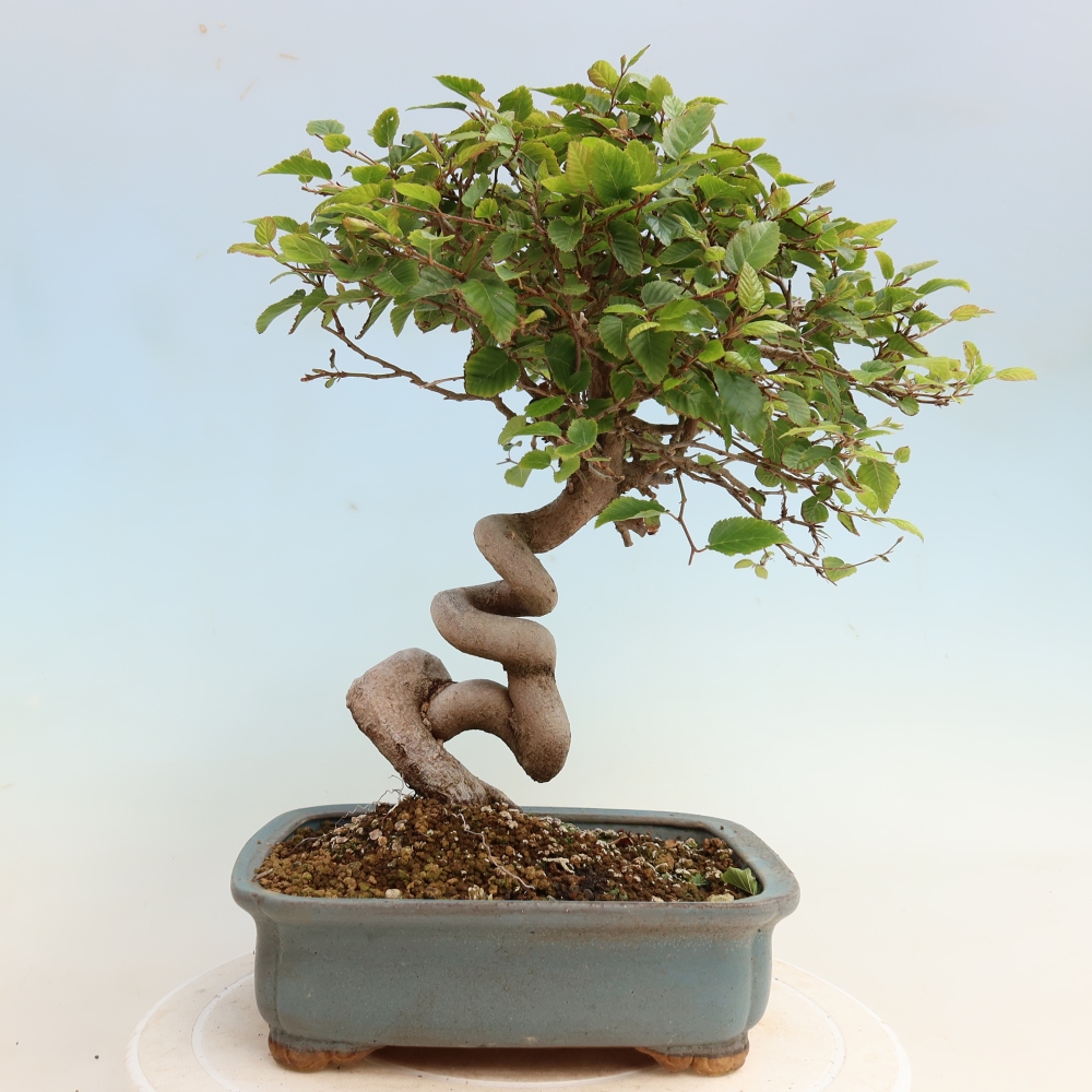 Bonsai da esterno -Carpinus CARPINOIDES - Carpino coreano