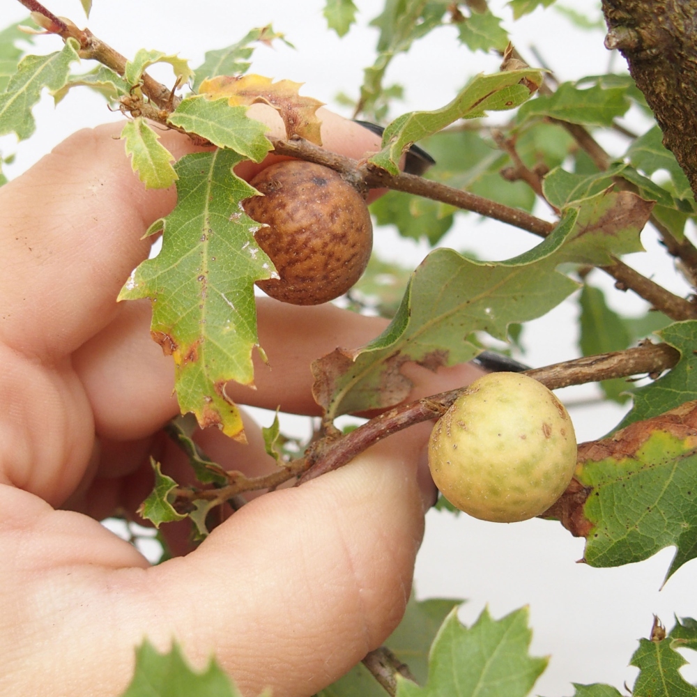 Yamadori - Quercus Ilex - Agrifoglio di quercia