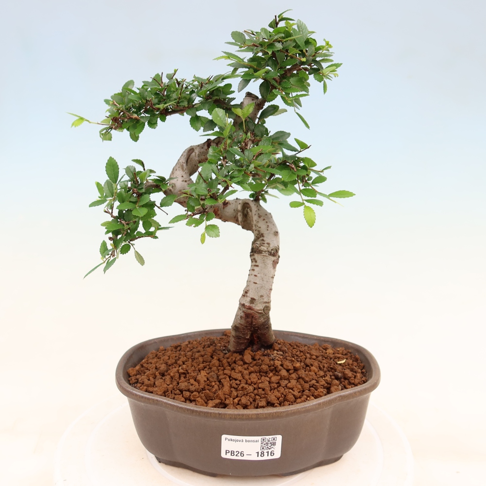 Camera bonsai - Ulmus parvifolia - Olmo a foglie piccole