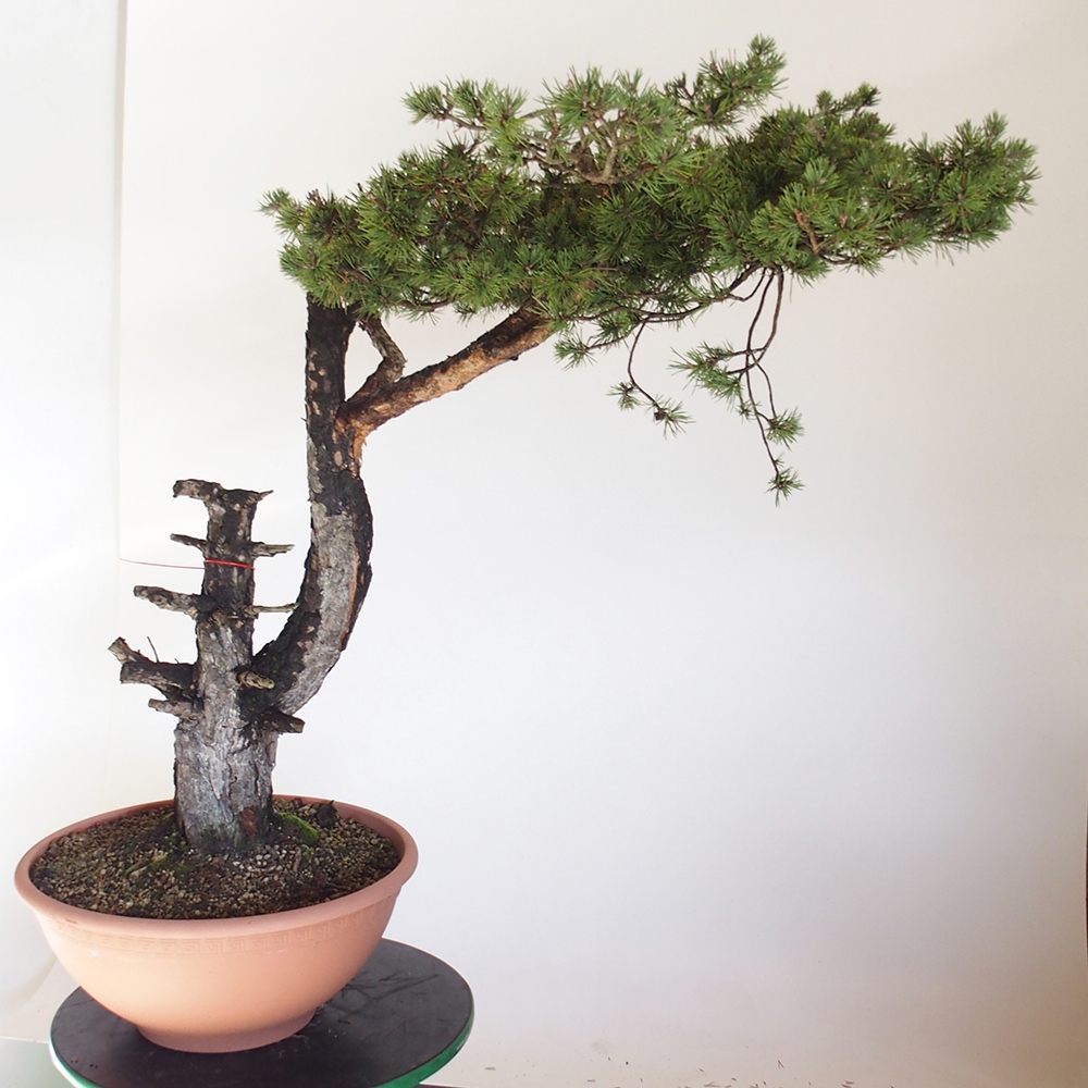 Yamadori - Pinus sylvestris Spagna
