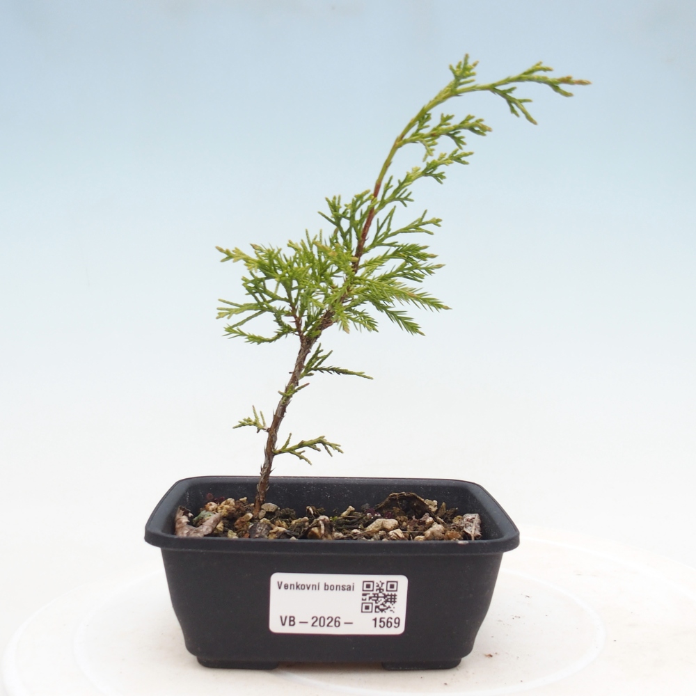 Bonsai da esterno - Juniperus chinensis Itoigawa