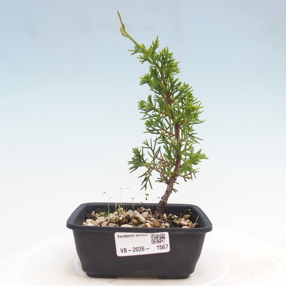 Bonsai da esterno - Juniperus chinensis Itoigawa