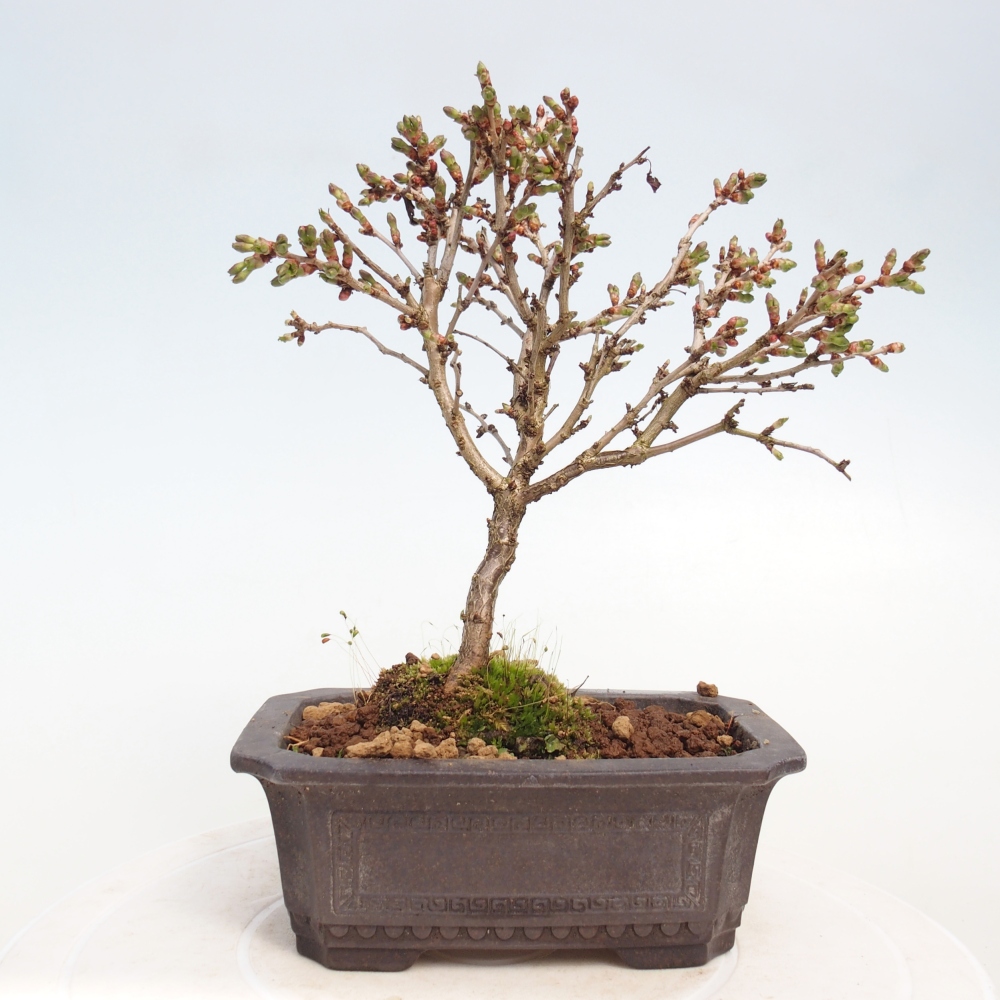 Bonsai da esterno - Prunus incisa Kojou-no mai-Plivon ritagliato