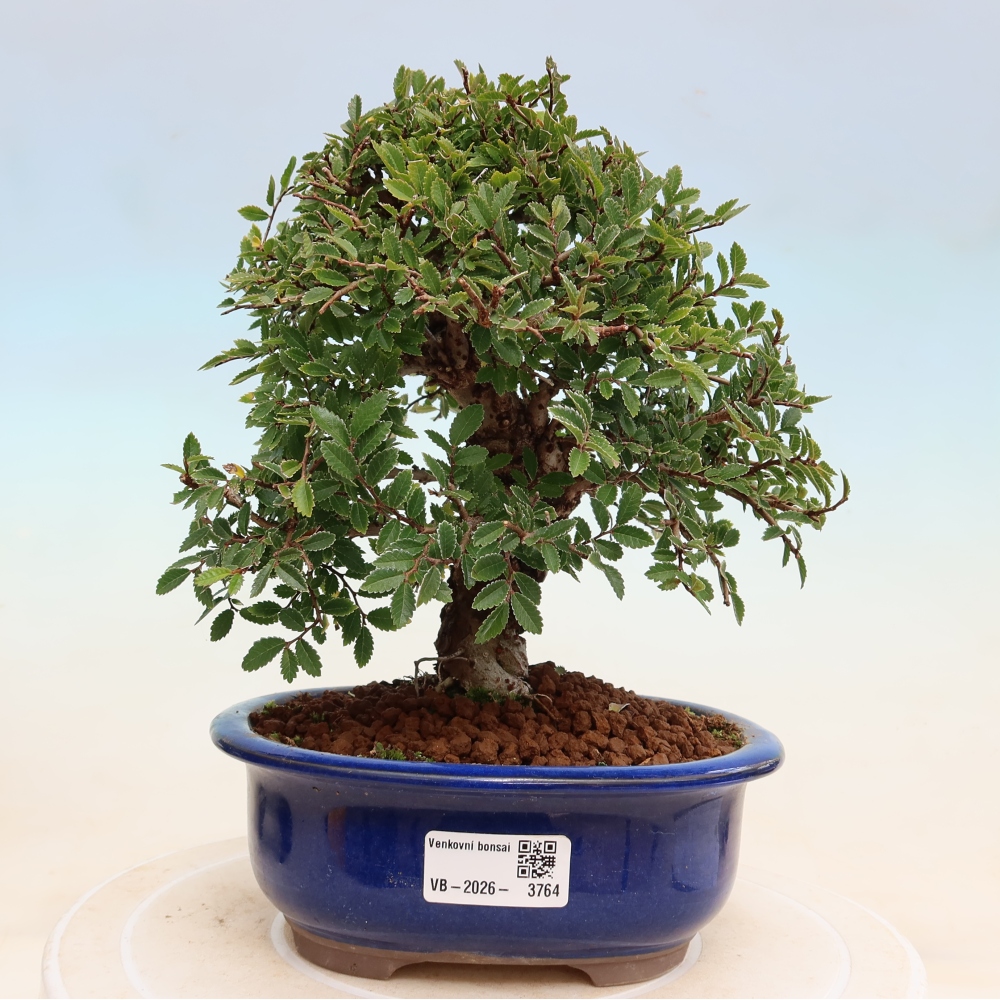 Bonsai da esterno - Zelkova - Zelkova NIRE