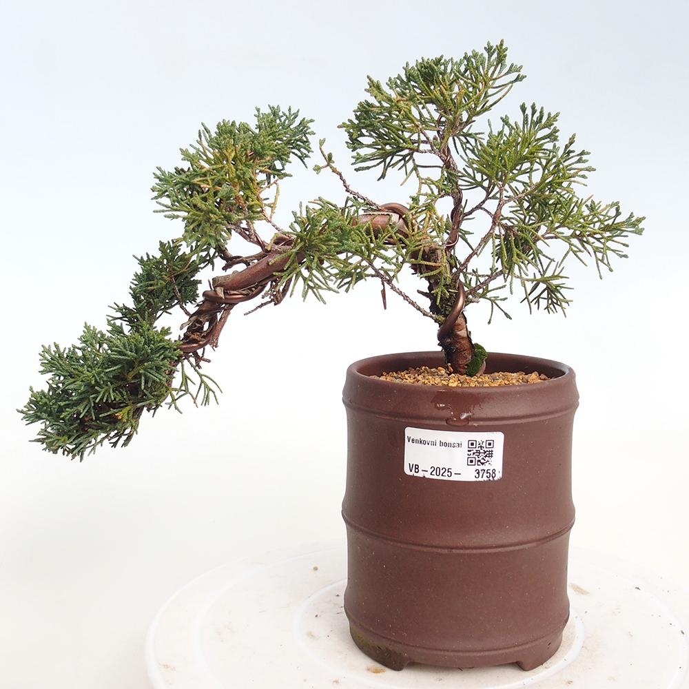 Bonsai da esterno - Juniperus chinensis Kishu