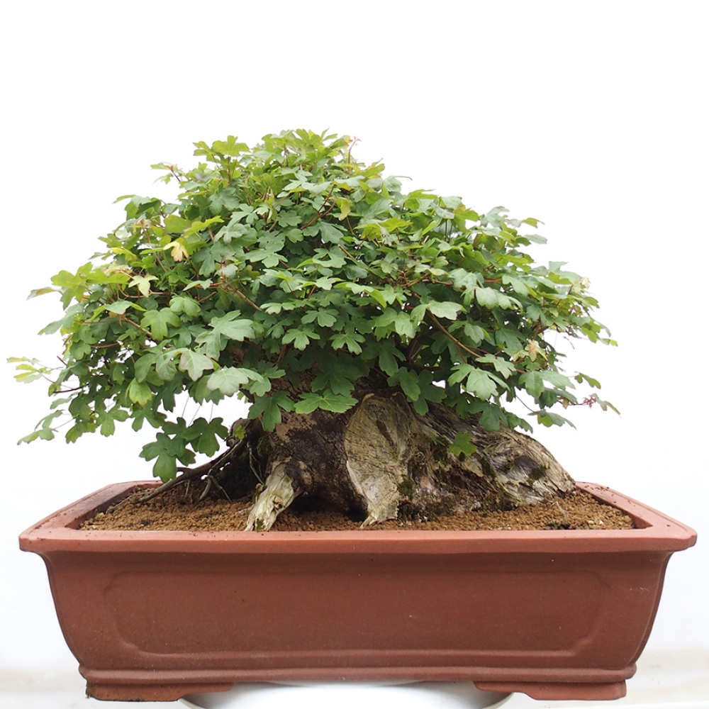 Bonsai da esterno - Acero francese - Acer Nonspessulanum