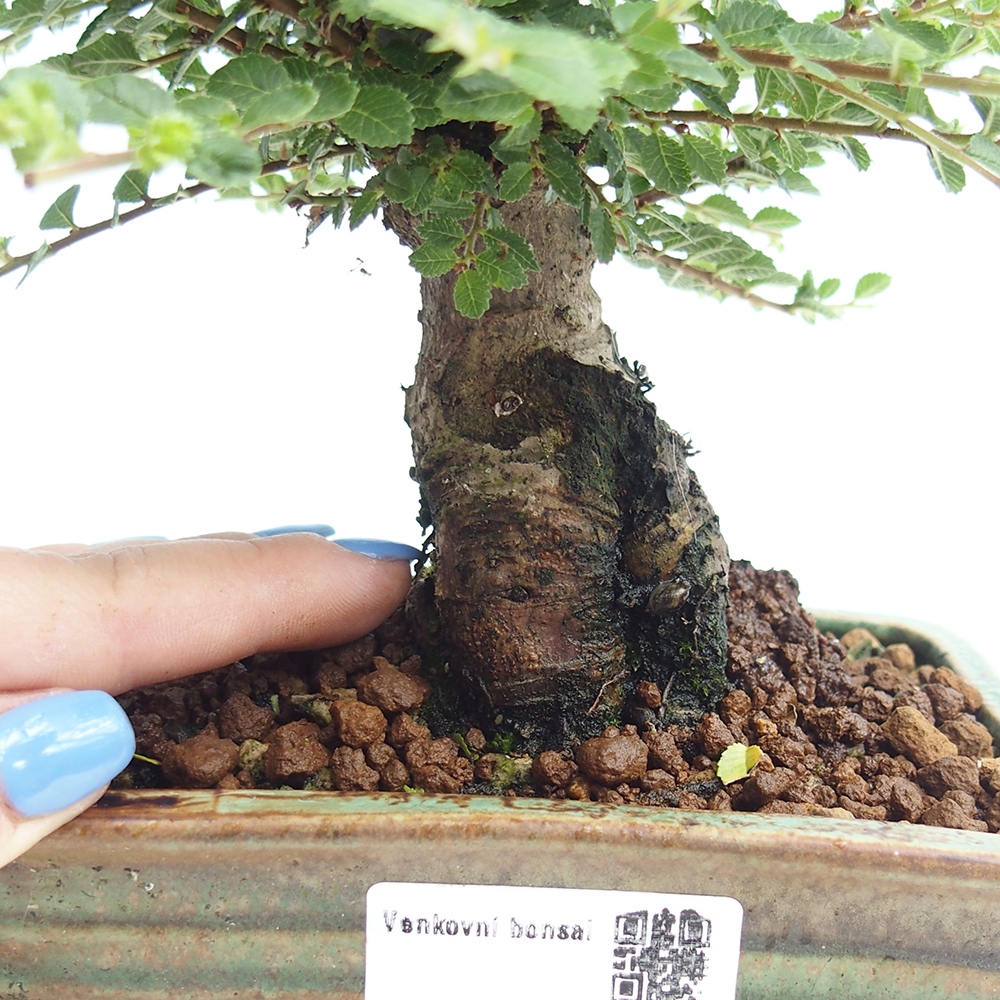 Bonsai da esterno - Ulmus parvifolia Hokkaido - Olmo cinese