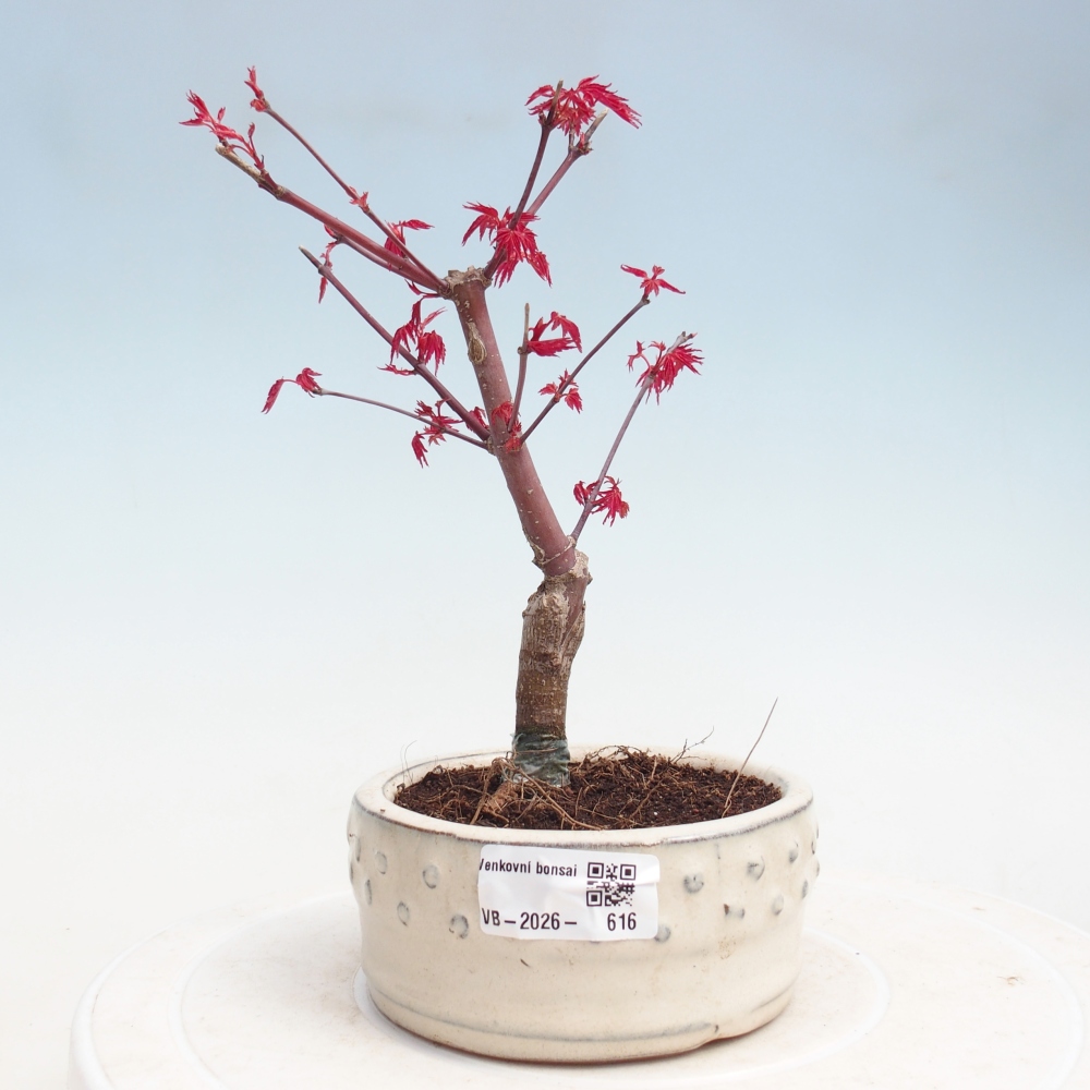 Bonsai da esterno - Acer palmatum DESHOJO