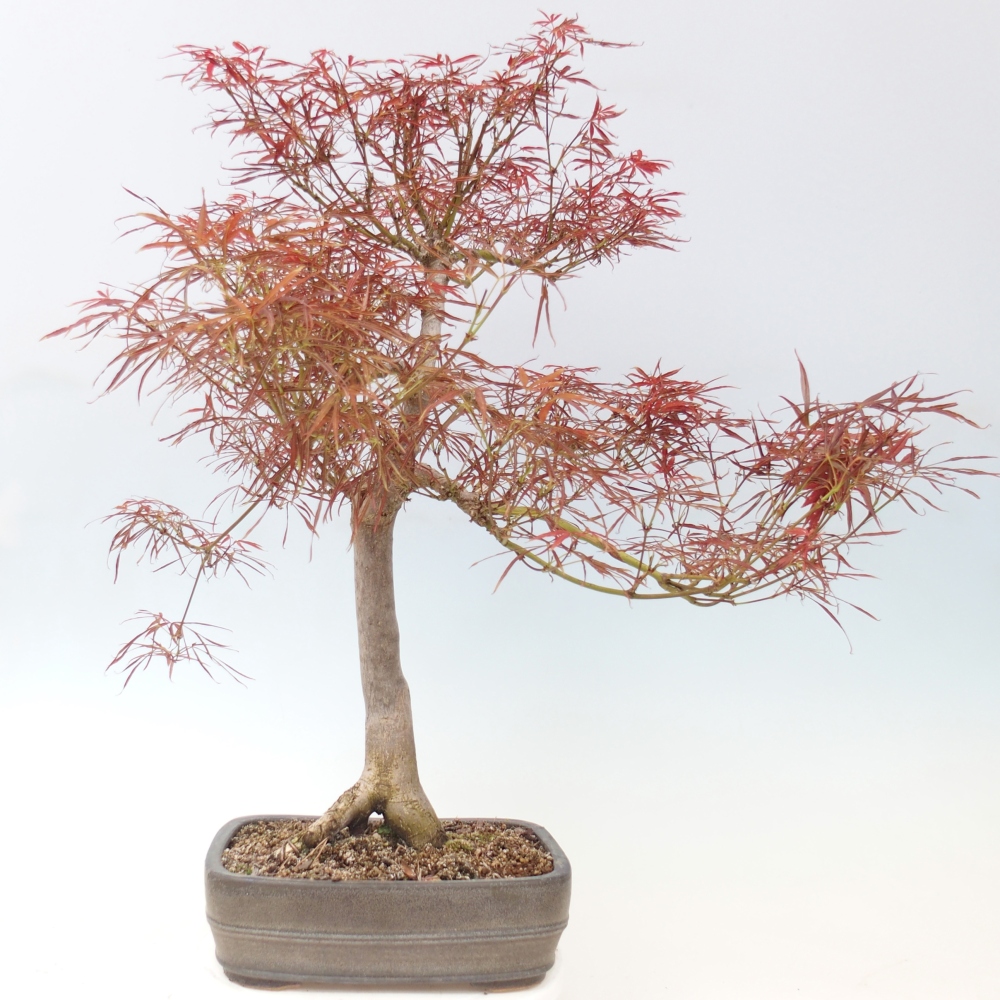 Bonsai da esterno - Acer palmatum RED PYGMY
