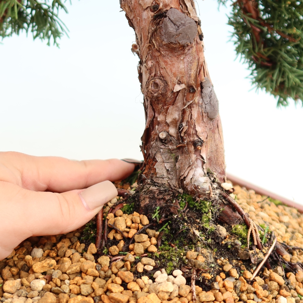 Bonsai da esterno - Juniperus chinensis Kishu