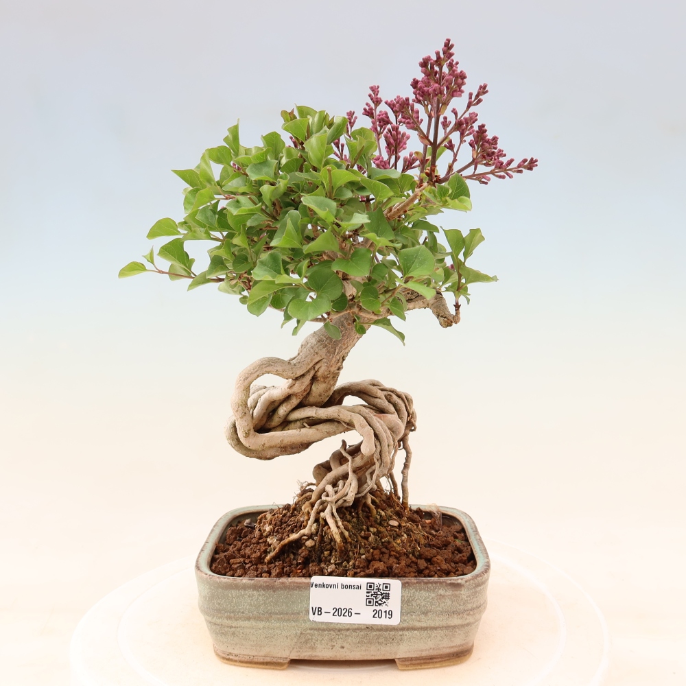 Bonsai da esterno - Syringa microphylla - lillà a fiore piccolo