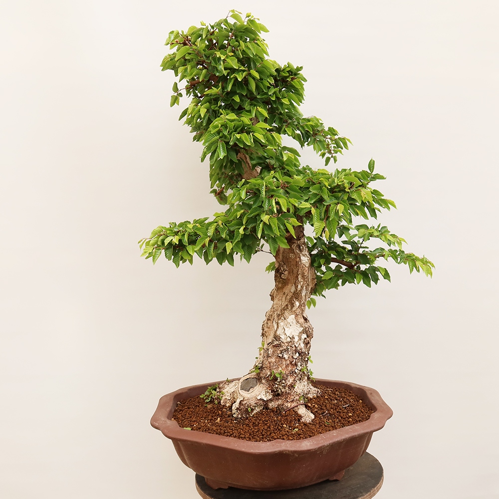 Bonsai da esterno -Carpinus Coreana - Carpino coreano