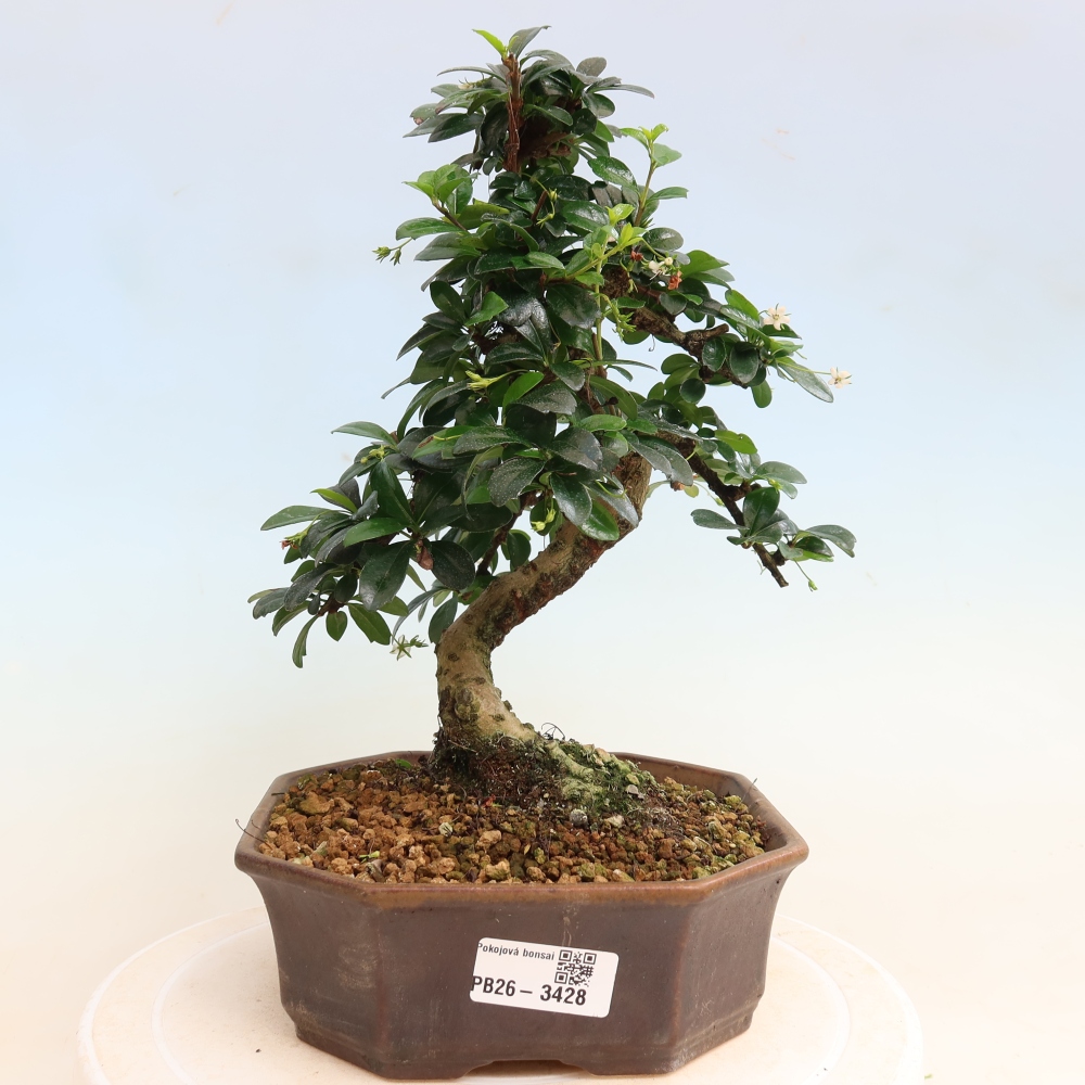 Camera bonsai - Carmona macrophylla - Tea fuki