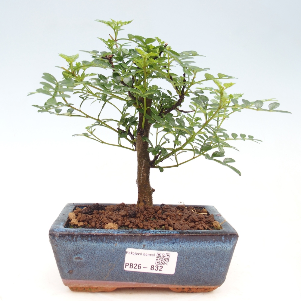 Camera bonsai - Zantoxylum piperitum - albero del pepe