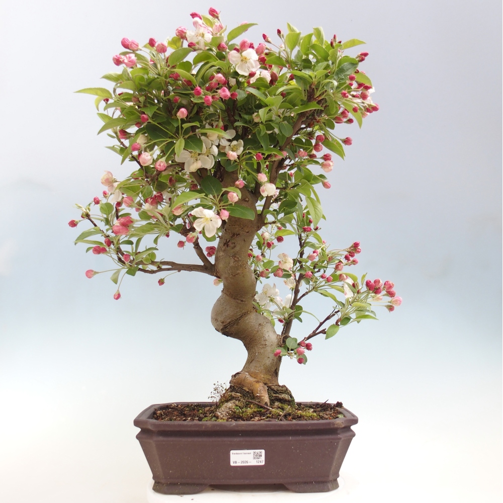 Bonsai da esterno -Malus halliana - Melo a frutto piccolo