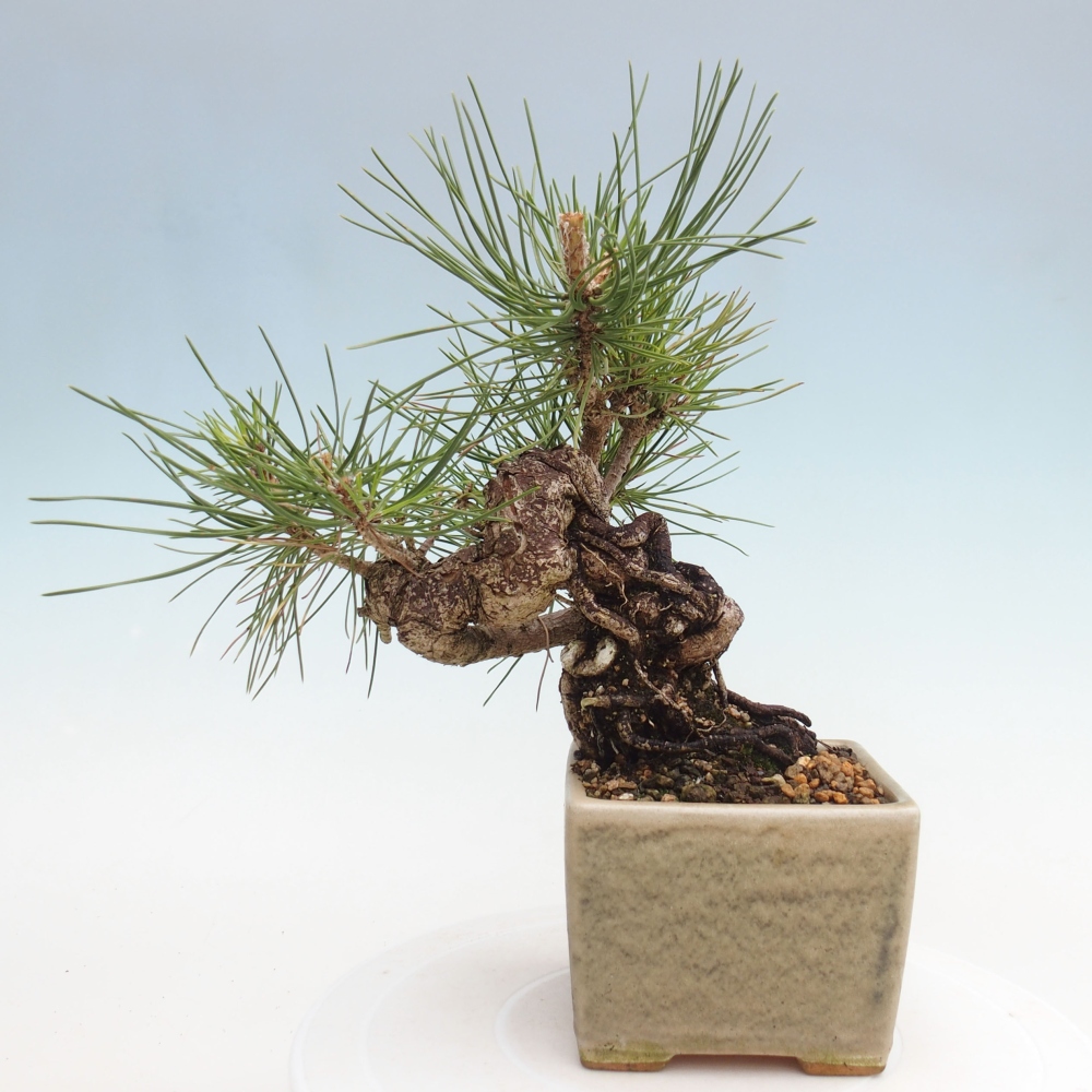 Bonsai da esterno - Pinus thunbergii - Pino di Thunberg