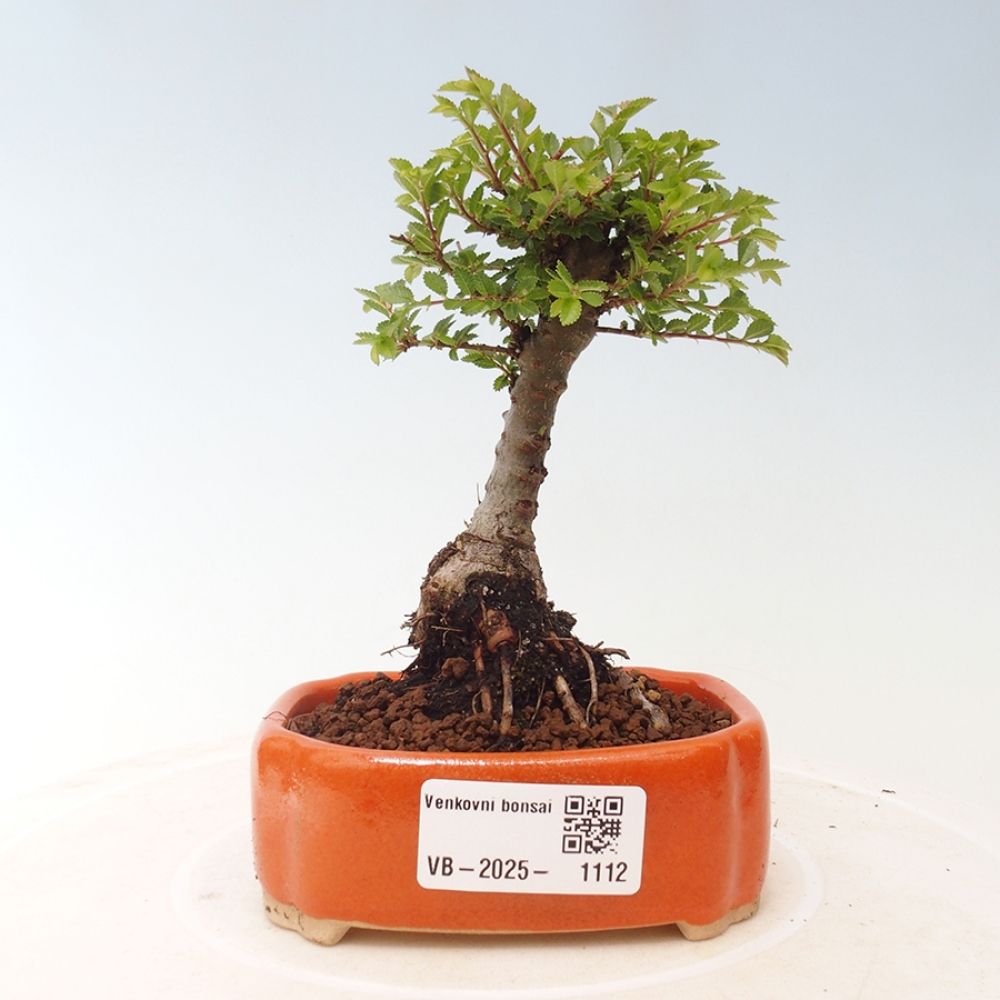Bonsai da esterno - Ulmus parvifolia Sagei - Olmo a foglie piccole