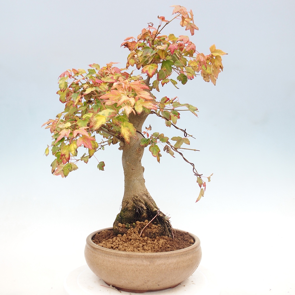 Bonsai da esterno - Acer Buergerianum - Acero di Burger