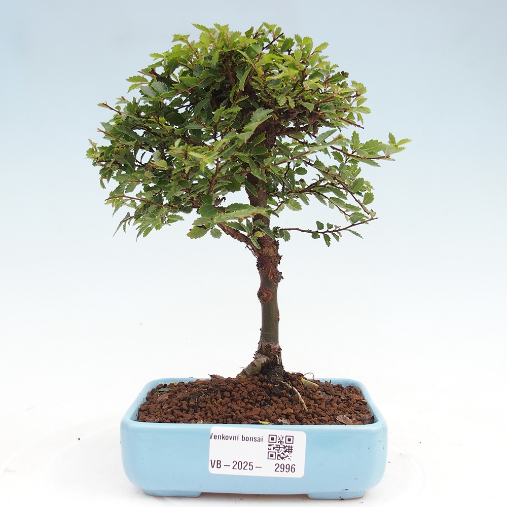 Bonsai da esterno - Ulmus parvifolia Sagei - Olmo a foglie piccole