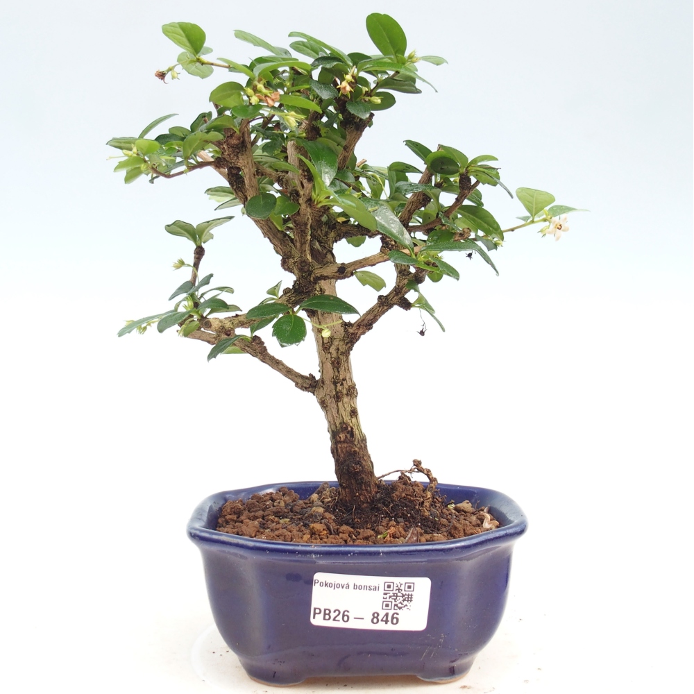 Camera bonsai - Carmona macrophylla - Tea fuki